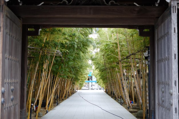 A pathway inside Damyang Juknokwon, lined with tall bamboo trees creating a canopy, with sunlight filtering through.