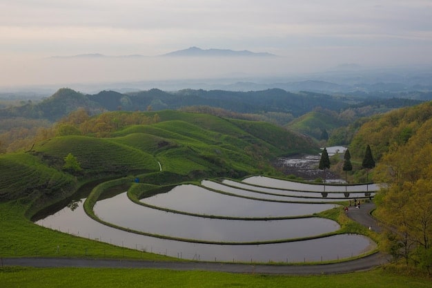 A vibrant scene of Boseong Green Tea Field, showcasing the terraced slopes covered with lush green tea bushes, with a clear blue sky in the background. The image should capture the serene and picturesque beauty of the tea plantation.