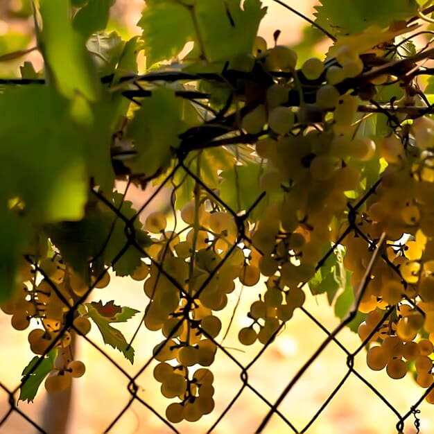 A close-up shot of lush green grapevines in a vineyard in Tuscany, Italy. Sunlight filters through the leaves, highlighting the ripe grapes. In the background, a traditional stone farmhouse is visible, adding to the rustic charm of the scene.